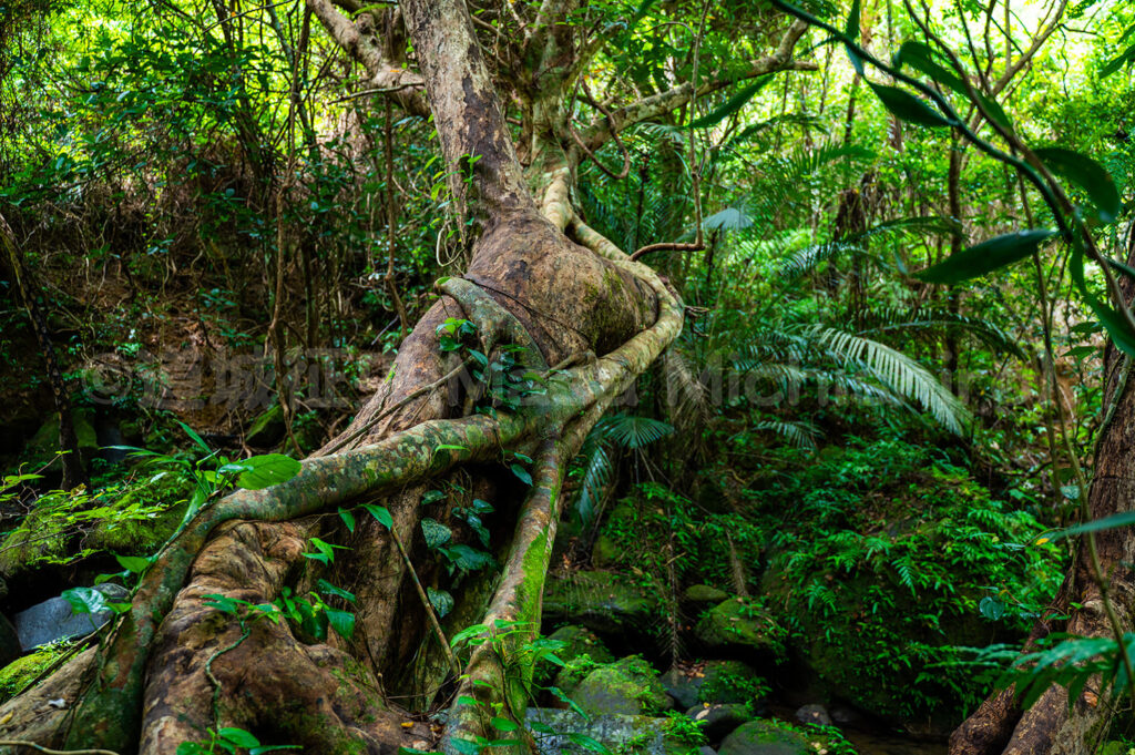 締め殺すとは驚き