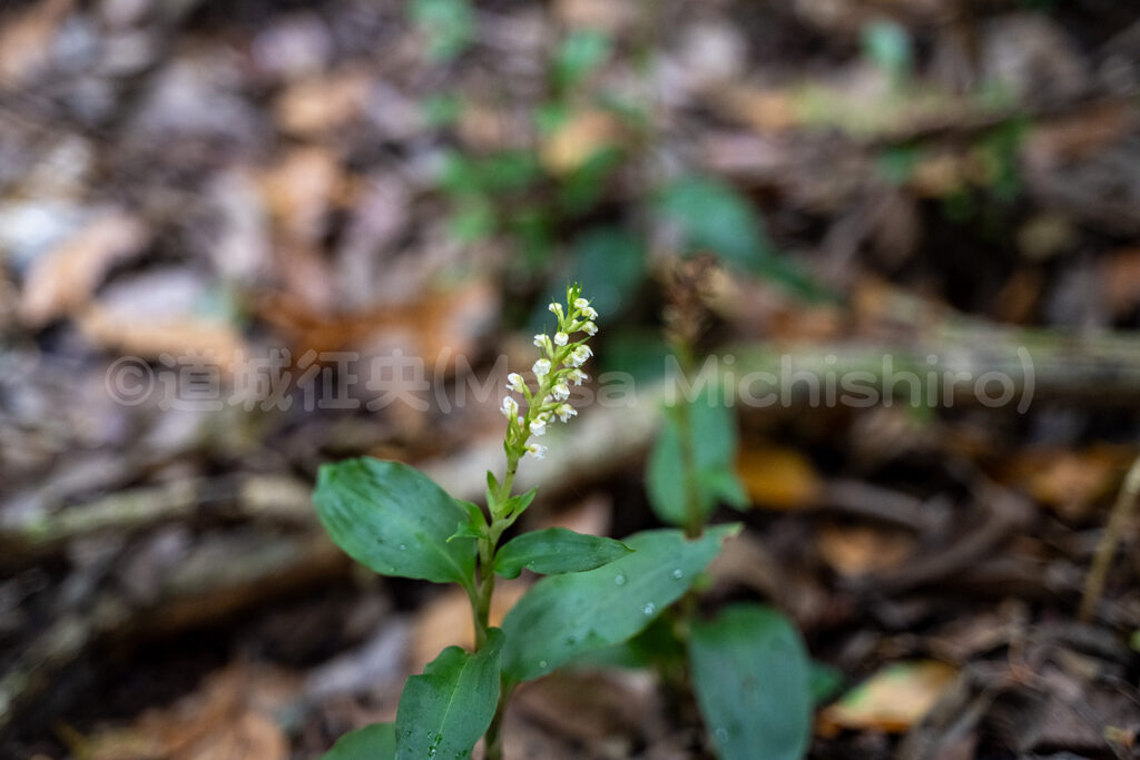 ひっそりと咲く固有種