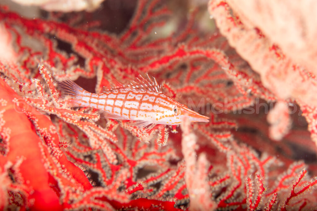 尖った口がかわいらしい