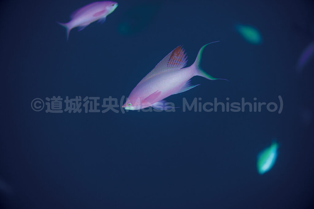 ハナダイのオス