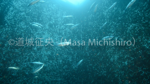 元気のないカツオ［動画］