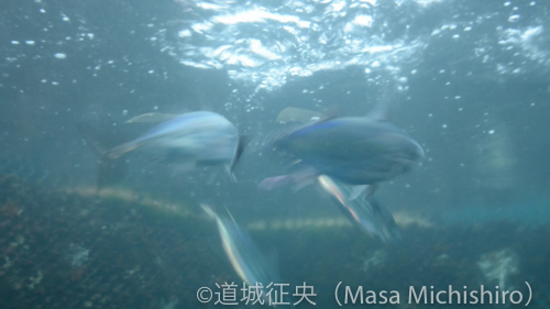カツオの餌付けシーン［動画］