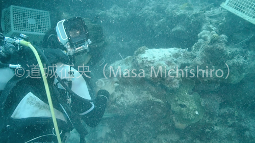 沖縄でのサンゴ植え付け風景［動画］