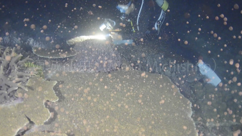 沖縄本島でのサンゴ（造礁サンゴ）の産卵［動画］