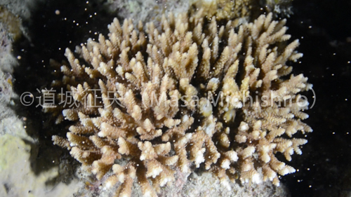 サンゴの産卵＠石垣島［動画］