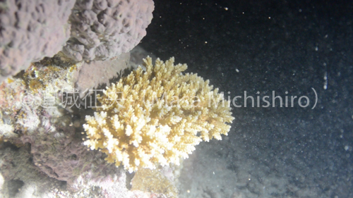 石垣島のサンゴ産卵［動画］