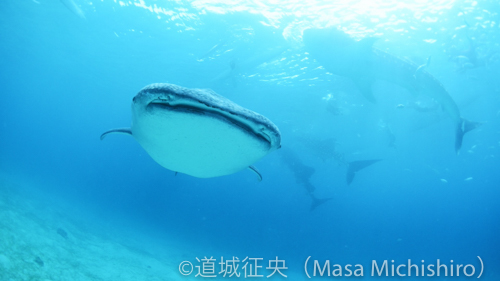 突進するジンベイザメ［動画］