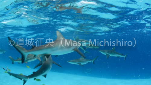 シャークアイランドのサメは凶暴か？［動画］