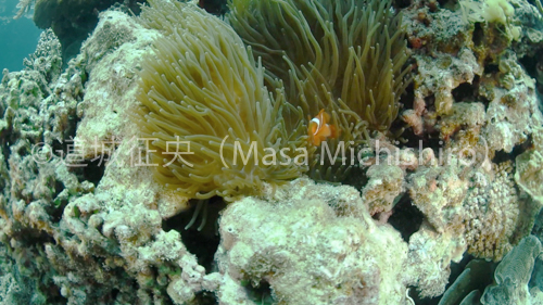 クマノミと呼んで欲しくない［動画］