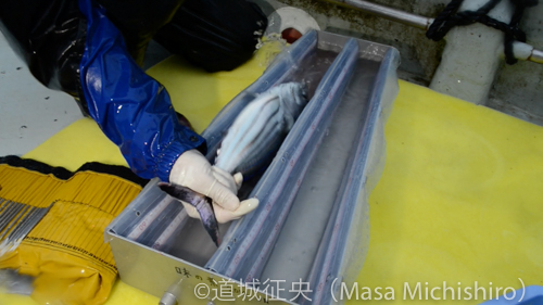 奄美大島でのタグ付け作業［動画］