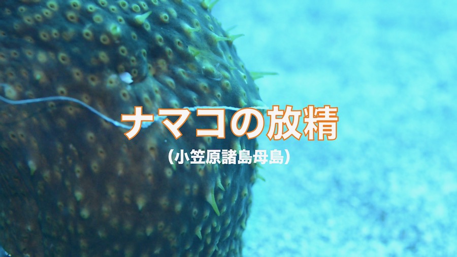 ナマコの放精
