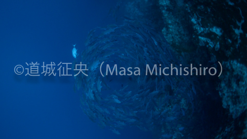 自動運転の車に応用される［動画］