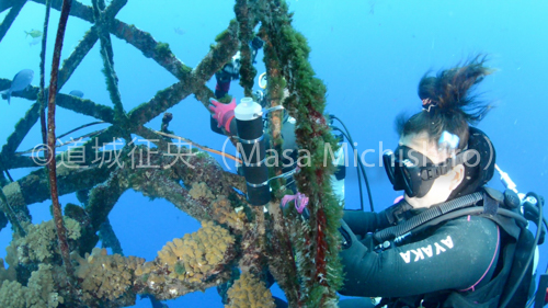 サンゴが付着するパヤオ［動画］