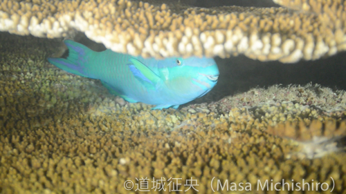 ブダイ睡眠中［動画］