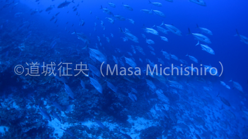 深場を漂う回遊魚［動画］