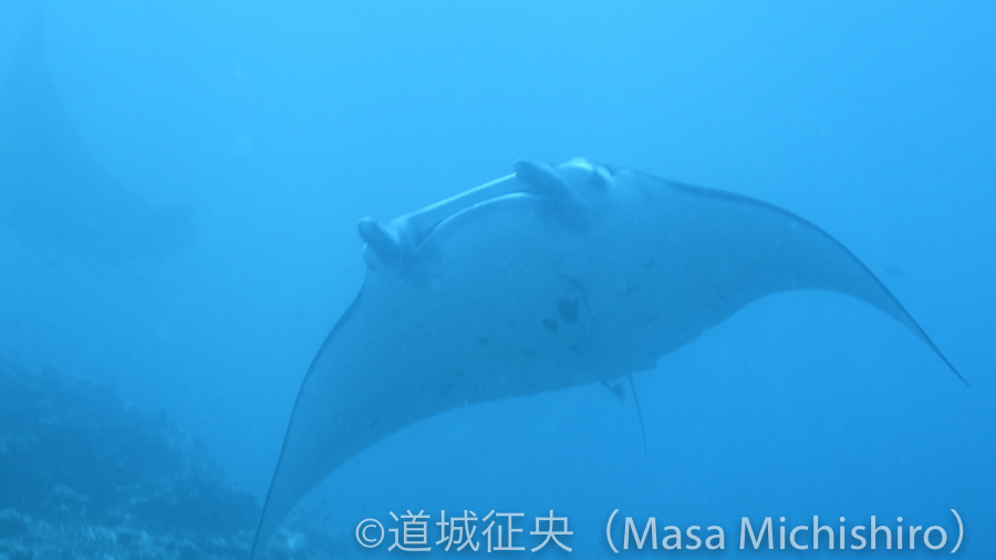 マンタの舞［動画］