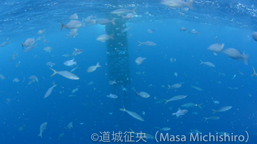 食べられる魚がいる場所［動画］