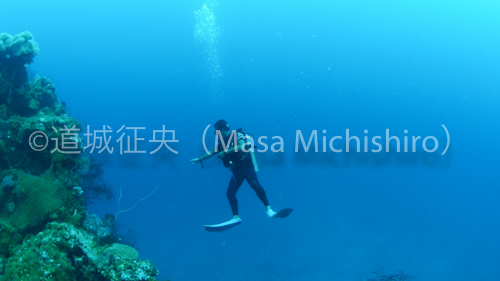 魚礁になるチューク諸島の沈没船［動画］