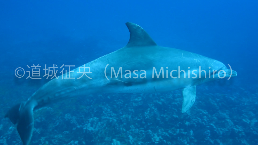 母島でドルフィンスイム。えっ東京都内でイルカ？［動画］