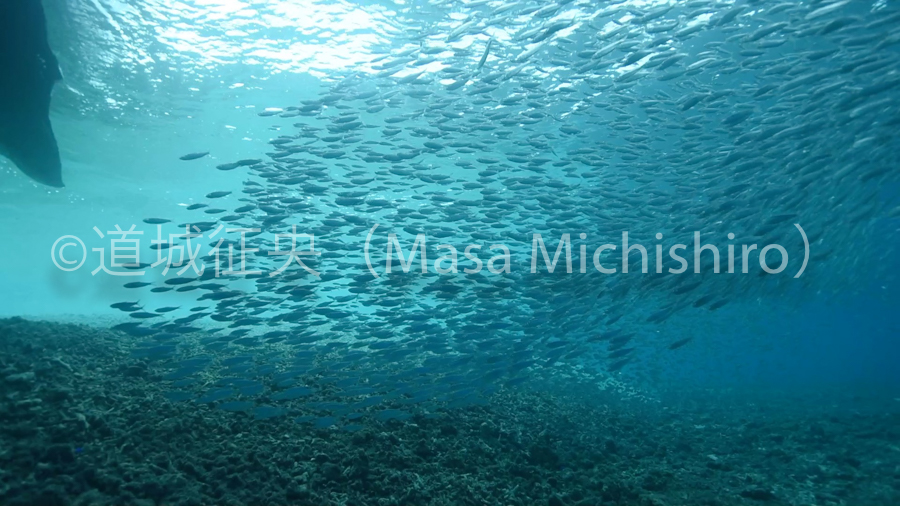 西表島のイワシ魚群［動画］