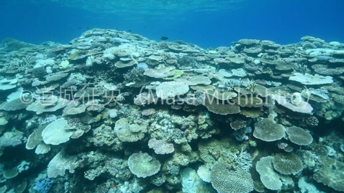 白化を逃れる西表島のサンゴ［動画］