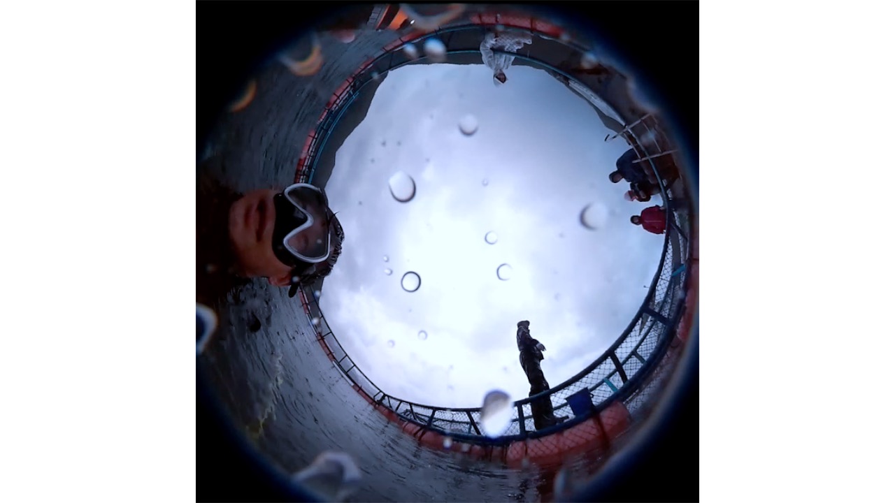 ペンギンのように見えるカツオ［動画］