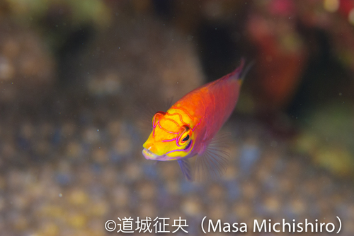 和名の原点は小笠原諸島