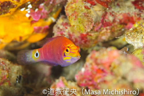 父島の珍しい魚？