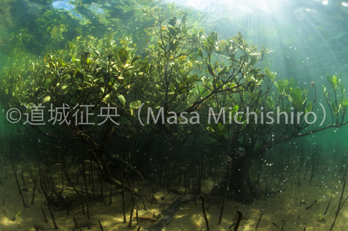 浦内川のマングローブ