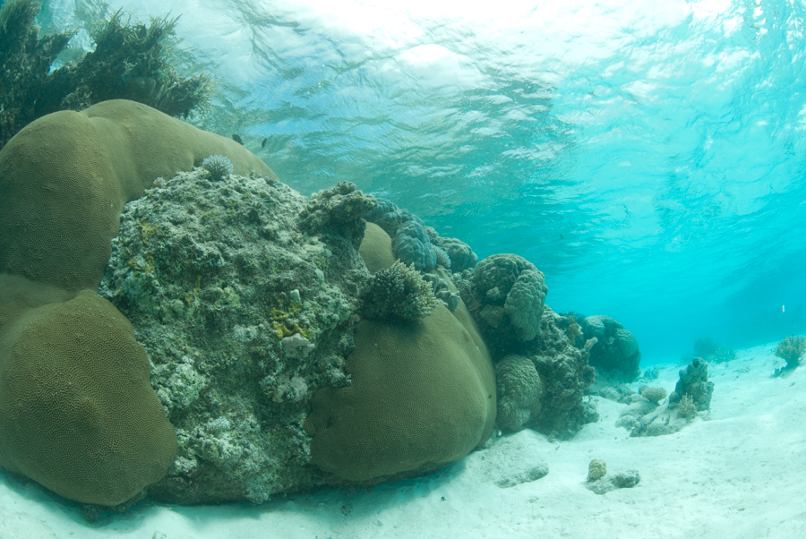 傷つけられたサンゴ【2017/10/14】
