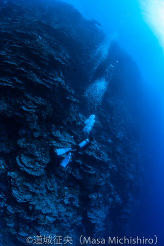 一面のサンゴ群