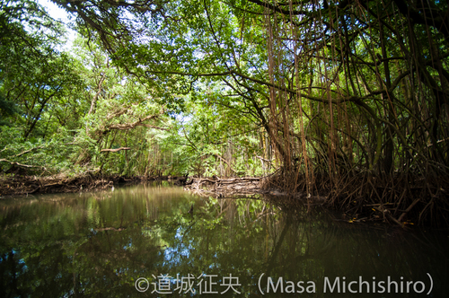 マングローブ林の価値