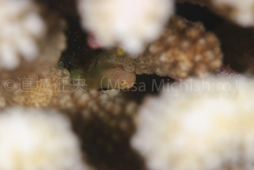 ジープ島にいたカサイダルマハゼ