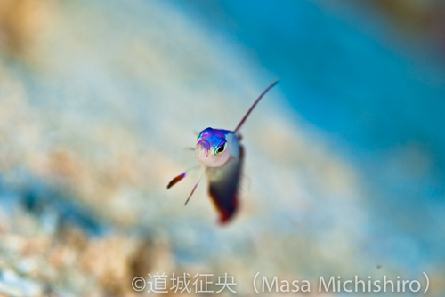 手にとってみたくなる魚