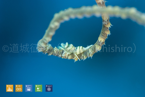 ムチカラマツエビ