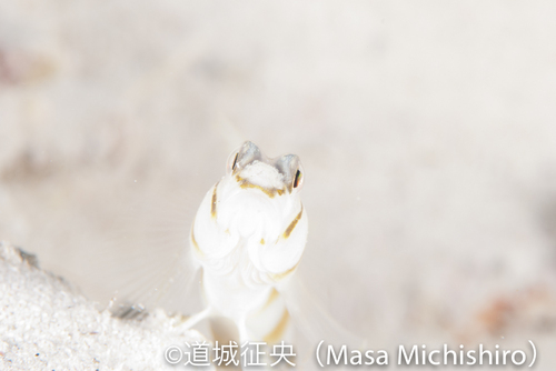 普通種ですがかわいく