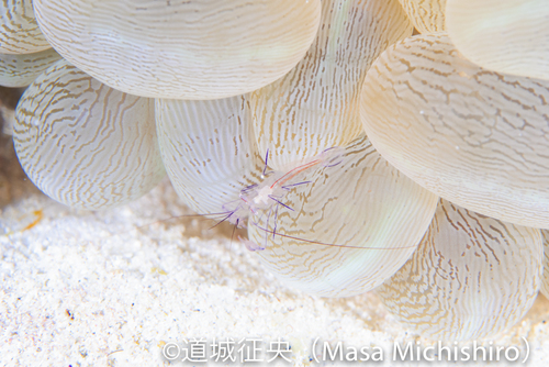 小さなエビも生きている