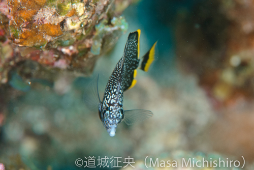 固有種ユウゼン