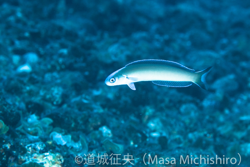 都内に沖縄の魚がいる。