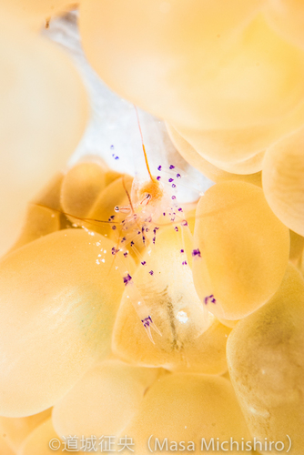 透明色のエビには驚き