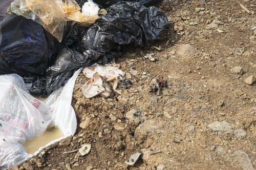 ハエがたかっているコスラエのダンプサイト