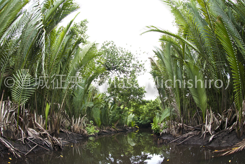日本では珍しいニッパヤシというマングローブ