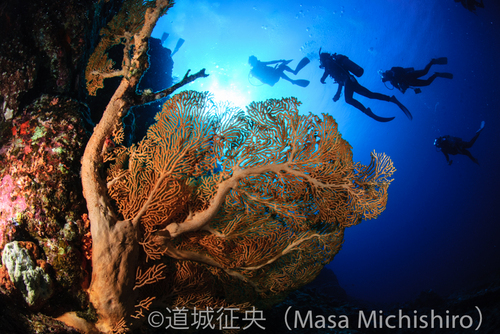 慶良間諸島の海