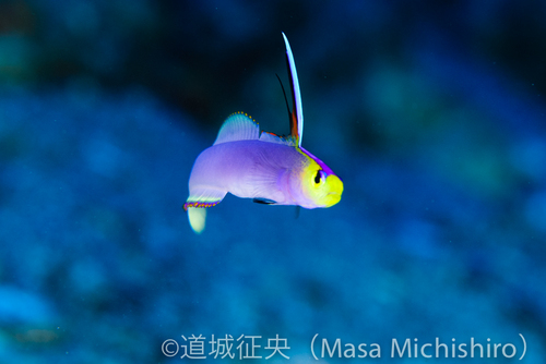 都内にいる南洋の魚