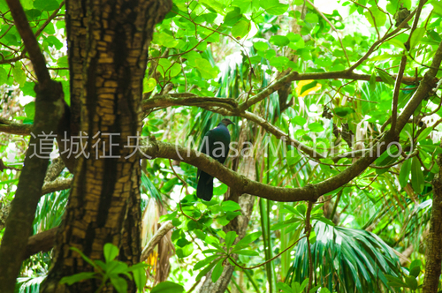 絶滅危惧ⅠA 類の鳥