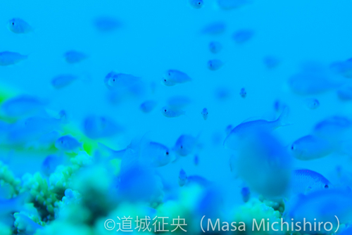 慶良間の海はピンボケで