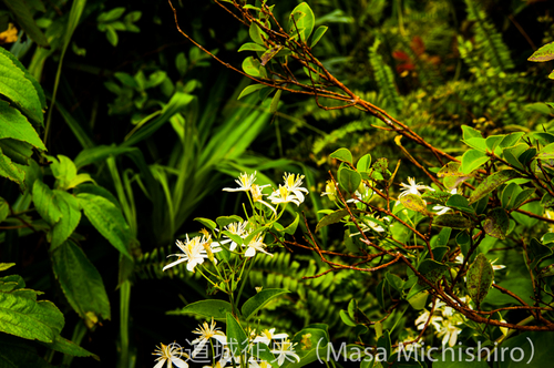 サクラのようで桜でない