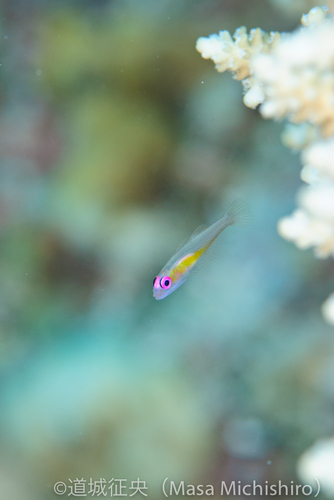 ジープ島のアカメハゼ