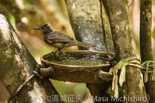 野鳥の水浴び