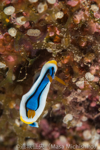 ヤップはウミウシの宝庫